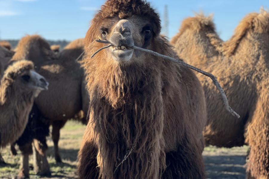 FAO Concludes Bactrian Camel Conservation Project in Iran | United